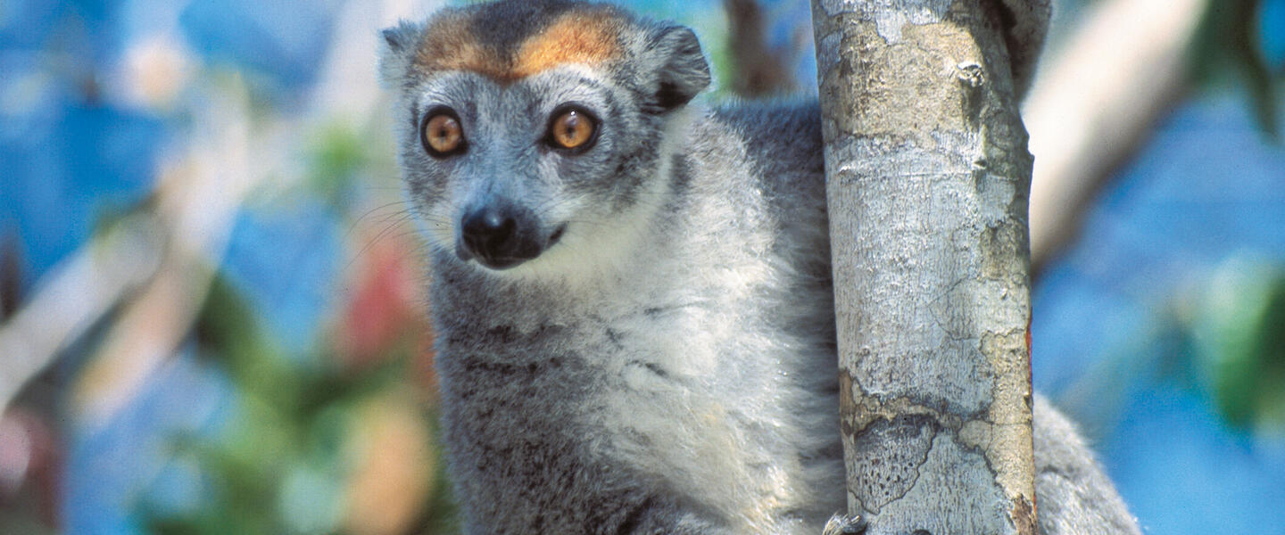Madagaskar - Lemuren und Meer