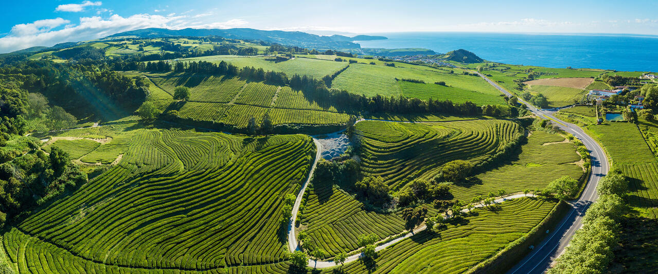 Teezauber auf den Azoren: Naturwunder und Teegenuss Teezauber auf den Azoren: Naturwunder und Teegenuss