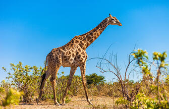 Südliches Afrika - Grenzenloses Naturparadies