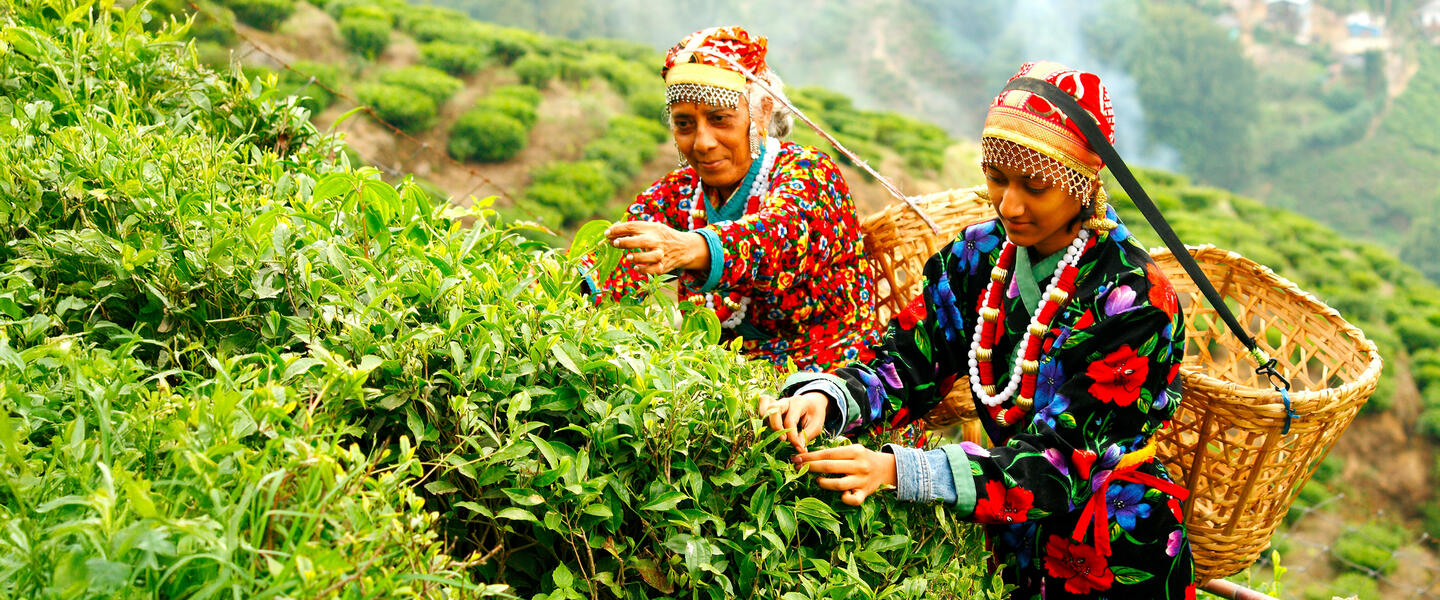 Indien - Tea Time in Assam, Darjeeling und Sikkim