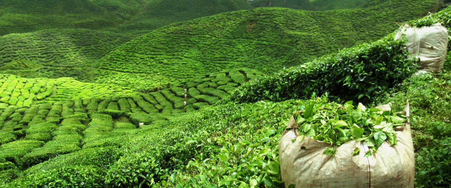 Indien - Tea Time in Assam, Darjeeling und Sikkim
