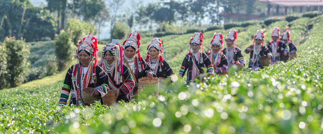 Thailands Teeschätze - eine aromatische Reise Thailands Teeschätze - eine aromatische Reise