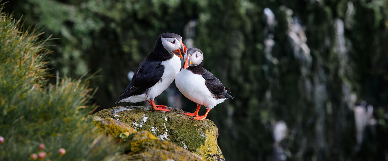 Magie der Westfjorde - Naturwunder am Rande der Welt Magie der Westfjorde - Naturwunder am Rande der Welt