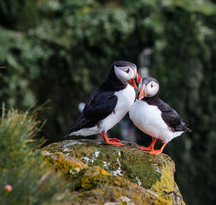 Magie der Westfjorde - Naturwunder am Rande der Welt Magie der Westfjorde - Naturwunder am Rande der Welt
