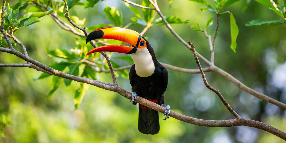 Pantanal