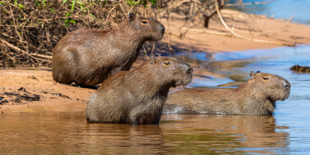 Pantanal