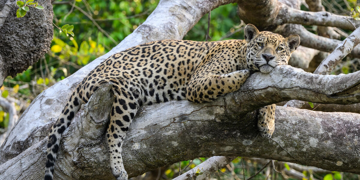 Pantanal