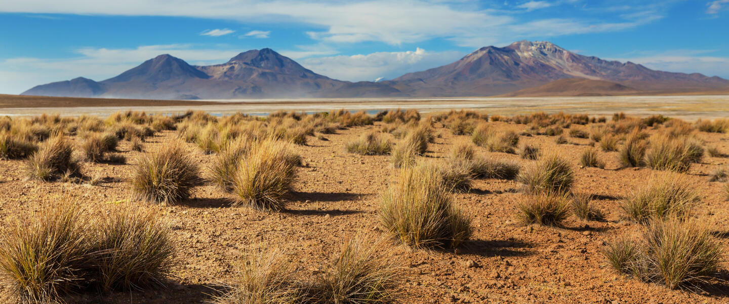Wüstenzauber Atacama