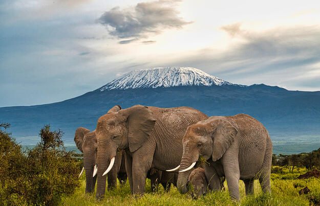 Kenia ─ grenzenloses Tierparadies