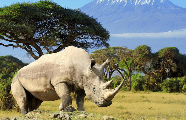 Kenia und Tansania - Endlose Savannen am Fuße des Kilimanjaro