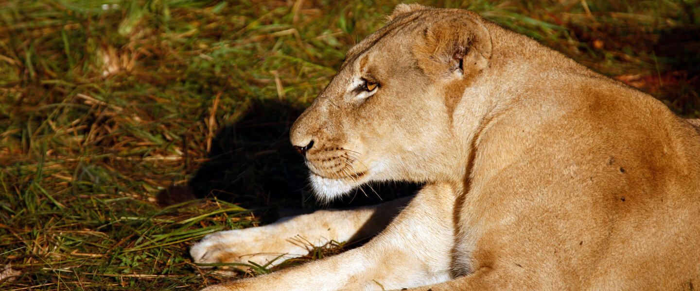 Südafrikas Süden erleben - von Port Elizabeth nach Kapstadt Südafrikas Süden erleben - von Port Elizabeth nach Kapstadt
