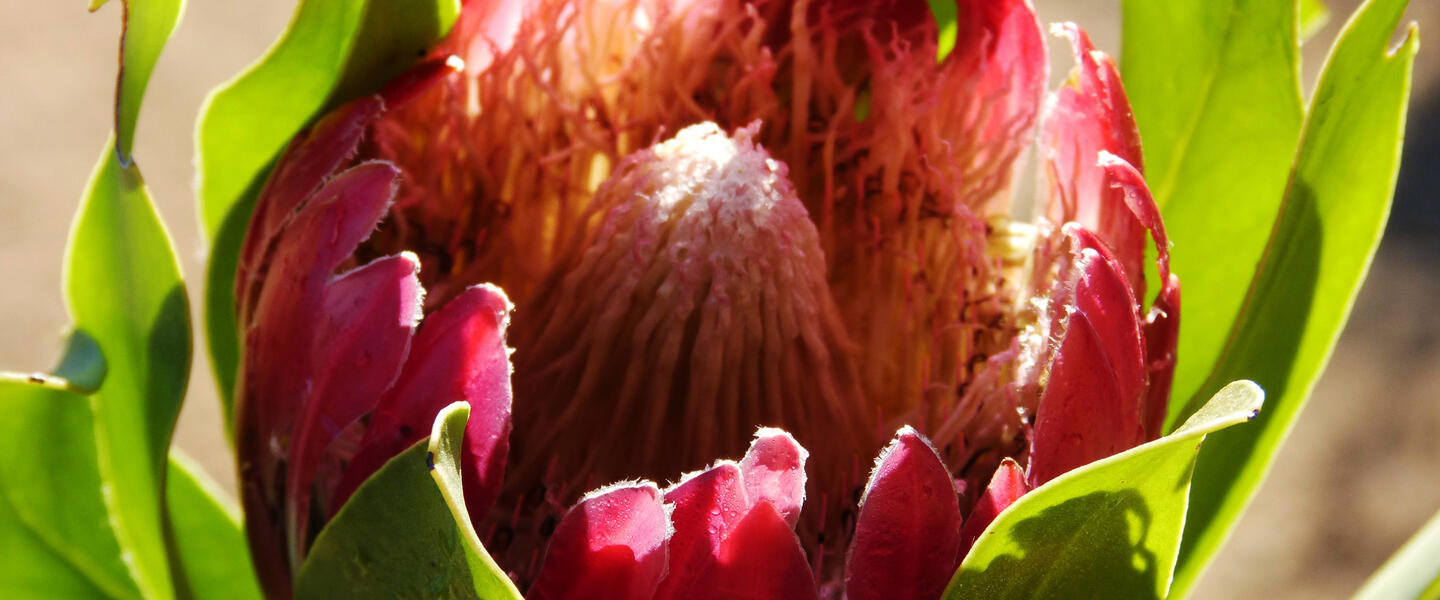 Südafrika Classics privat