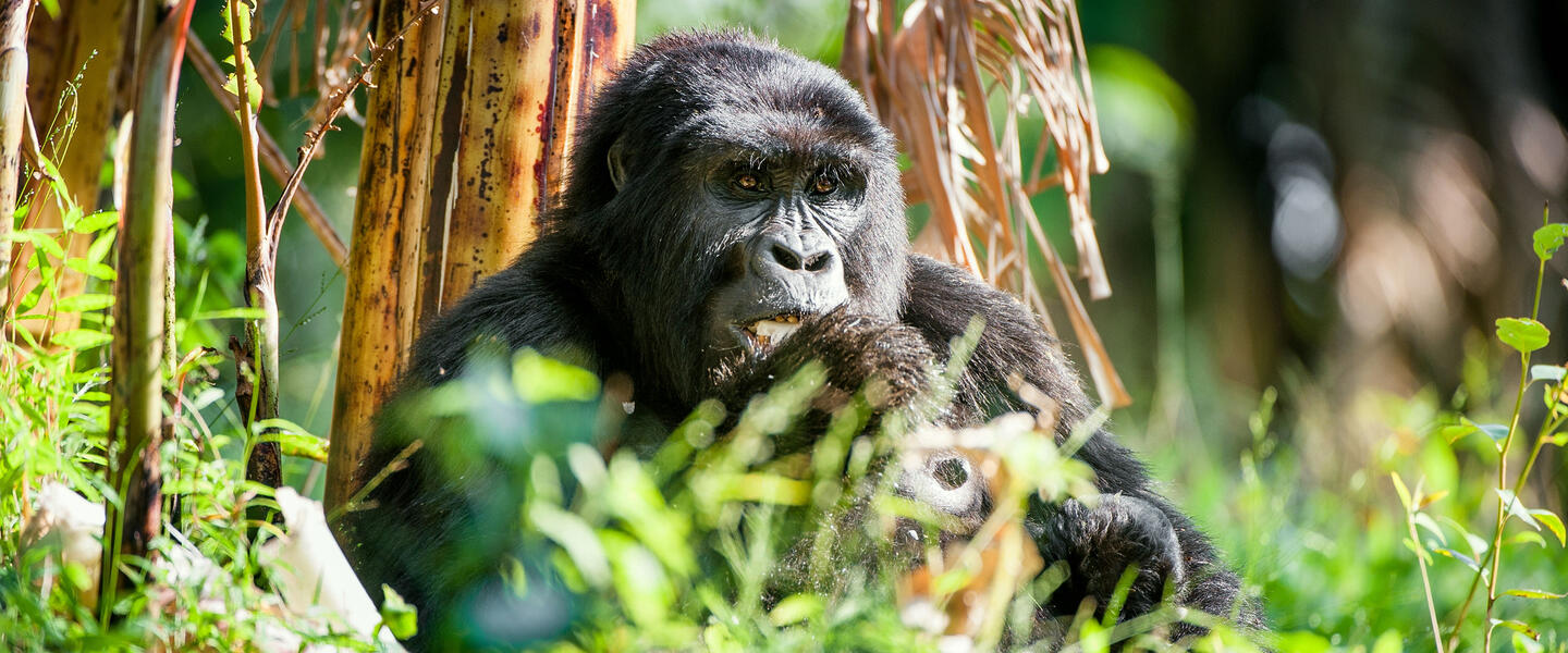 Uganda - im Land der Berggorillas privat